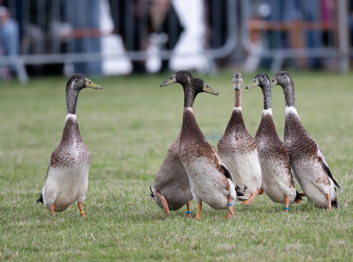 Quacking Hell - Where did Number 7 go_